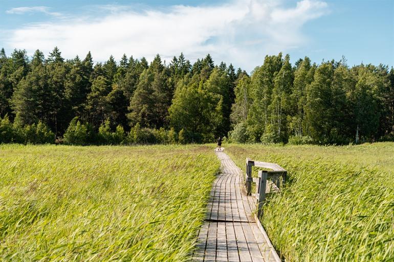 Over de vlonderpaden in het natuurgebied