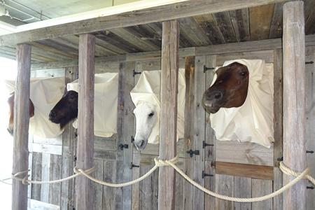 Päardenhospitaal Hippo War