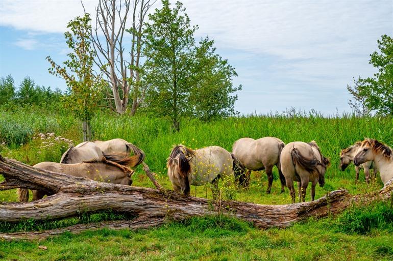 Paarden in de Oostvaardersplassen