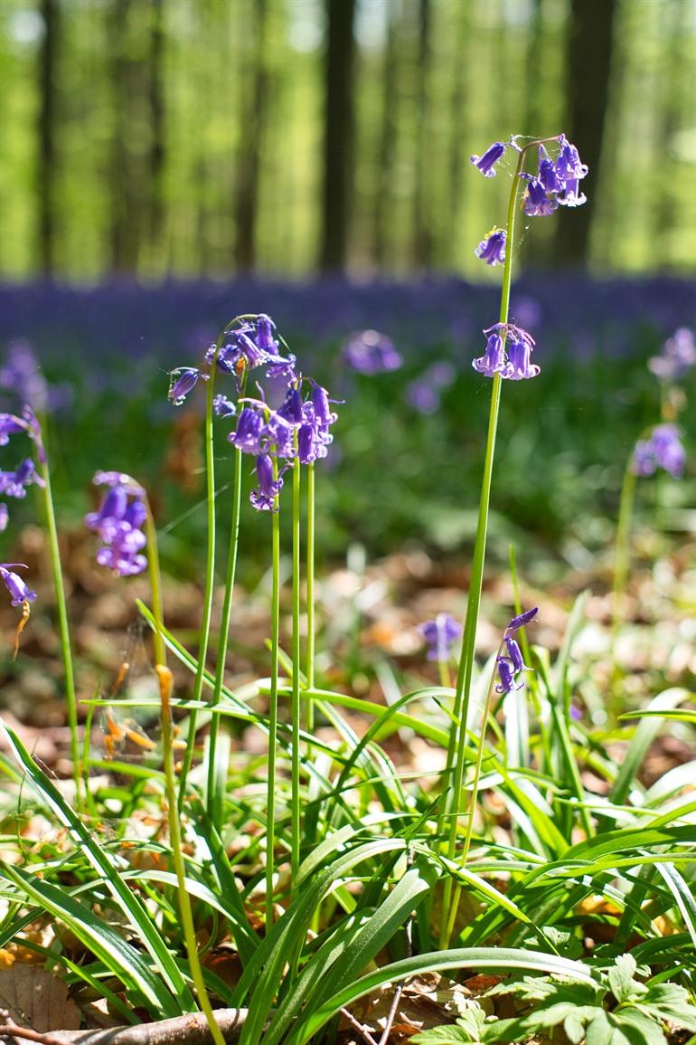 Paarse hyacinten in het Hallerbos