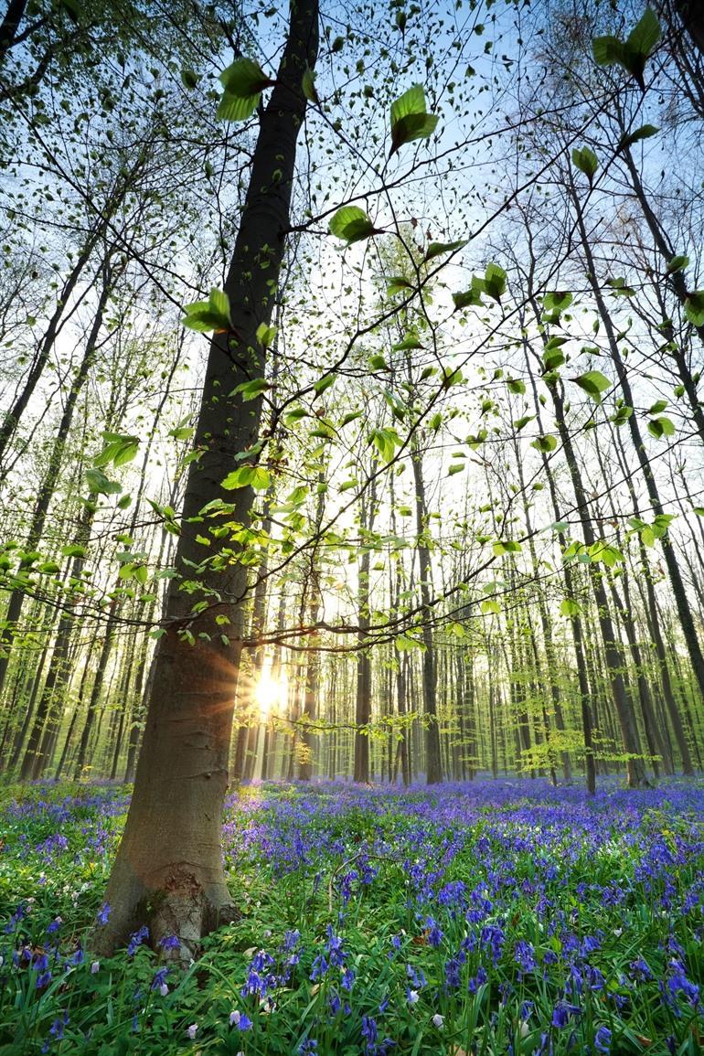 Paarse hyacinten in het Hallerbos