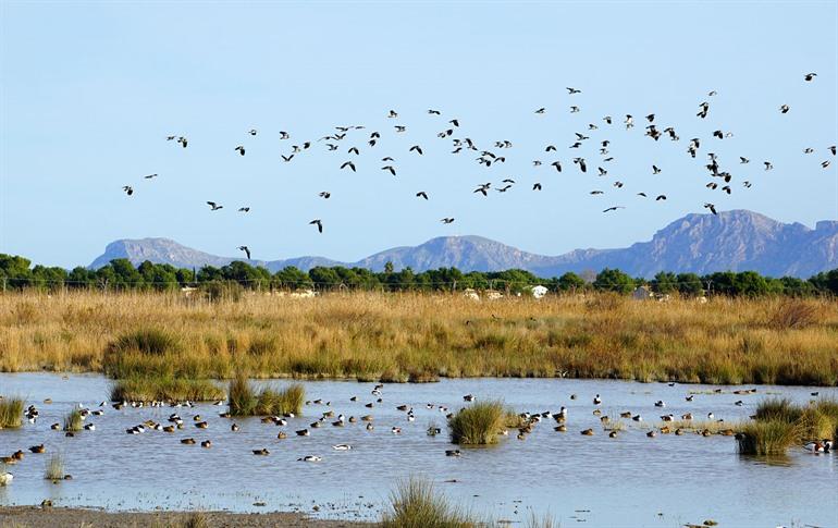 Parc Natural de s'Albufera de Mallorca, Balearen