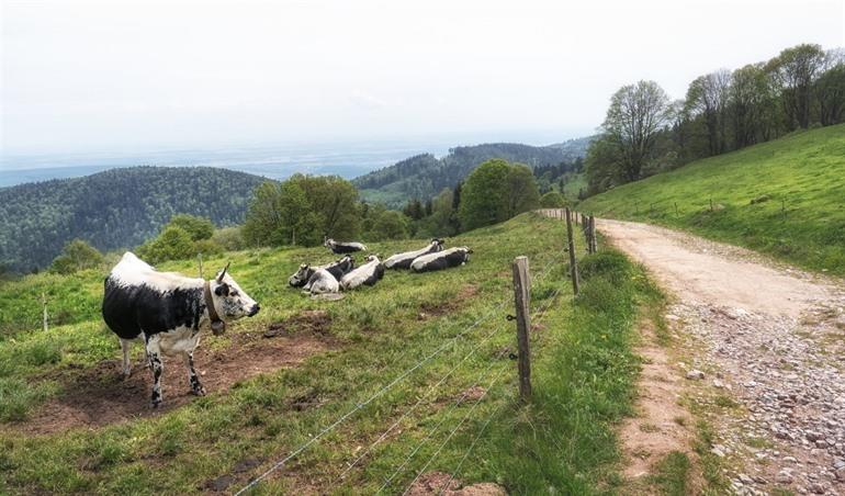 Parc Naturel Régional des Ballons des Vosges