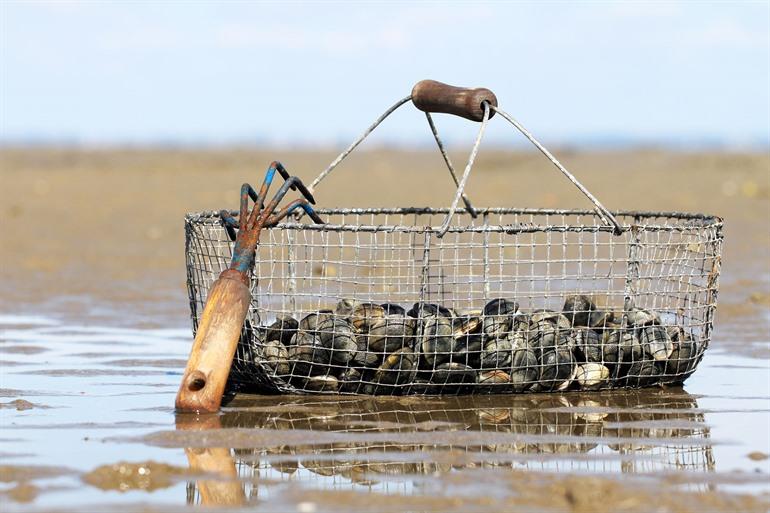 Pêche à pied, al wandelend vissen op Ile de Noirmoutier