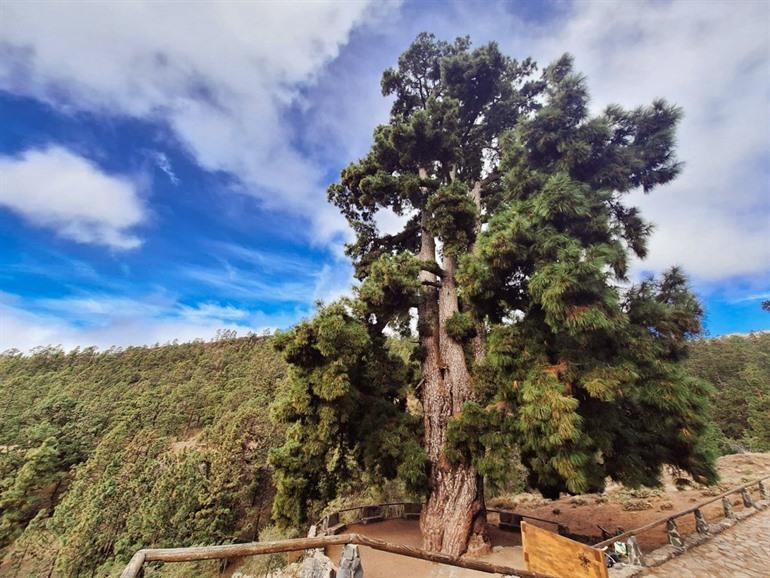 Pino Gordo, Tenerife