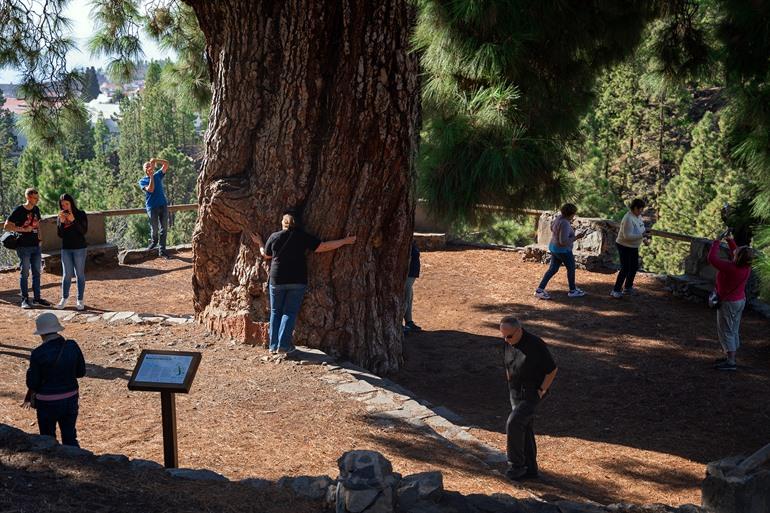 Pino Gordo vlakbij het charmante Vilaflor
