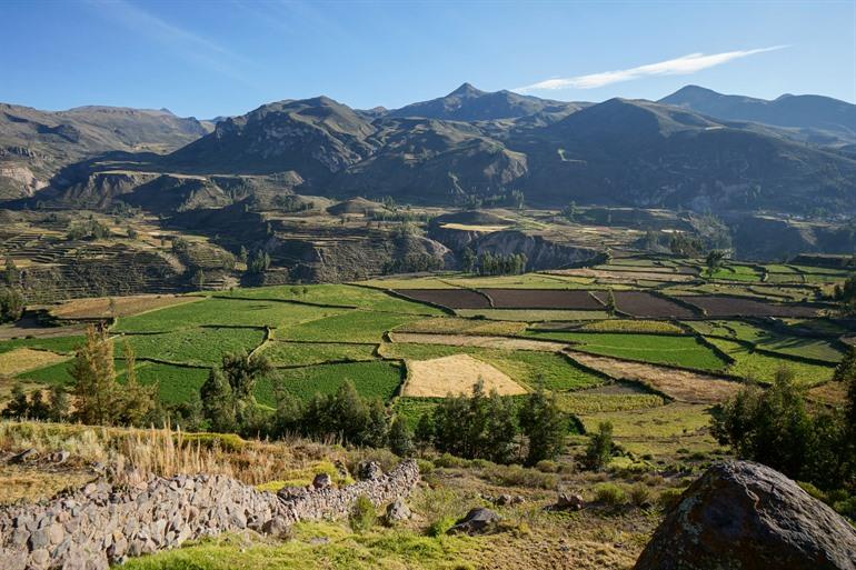 Prachtige landbouwterrassen in Colca Canyon