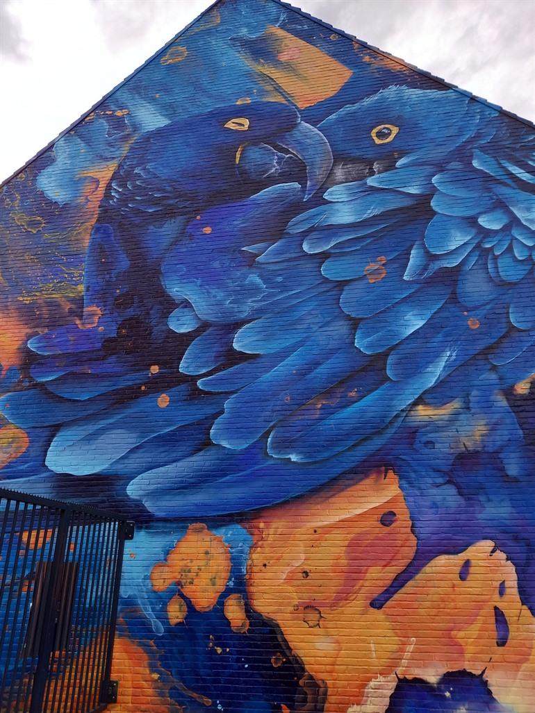 Prachtige mural van blauwe papegaaien, Heerlen