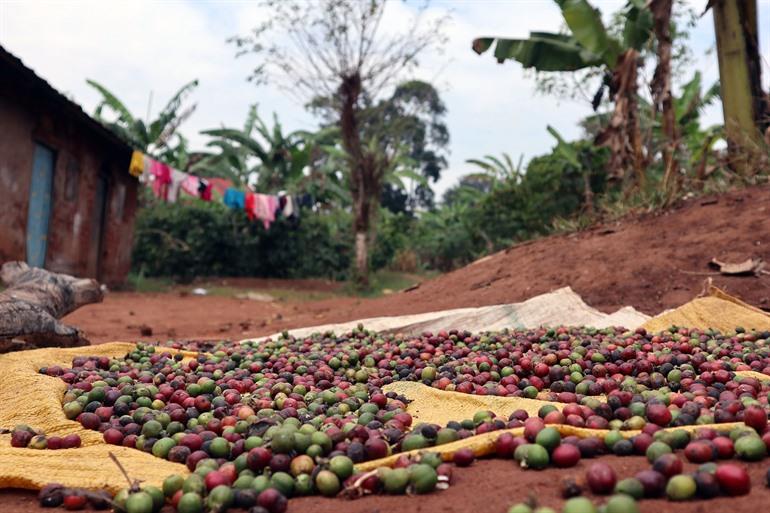 Proef Oegandese koffie in tradtionele dorpjes