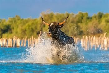 Provence, camargue