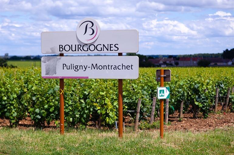 Puligny-Montrachet, wijngaarden in de Bourgogne