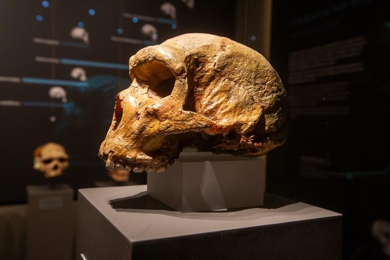 Replica van de schedel die gevonden werd in de Petralona-grot