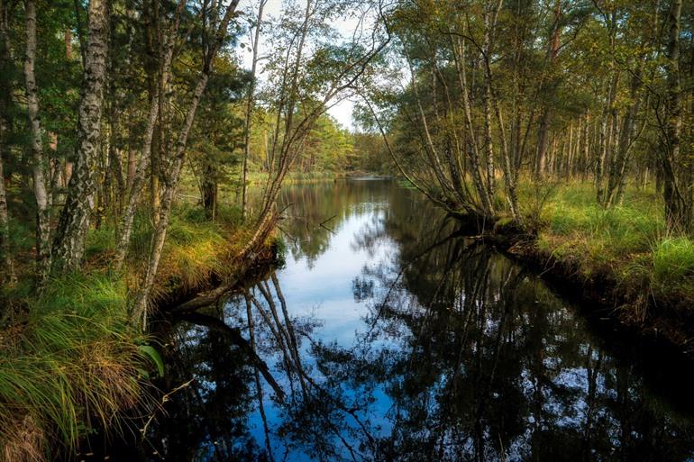 Ribnitzer Grosses Moor, Fischland-Darss-Zingst