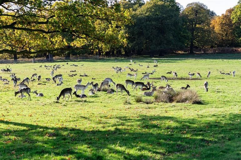 Richmond Park in Londen