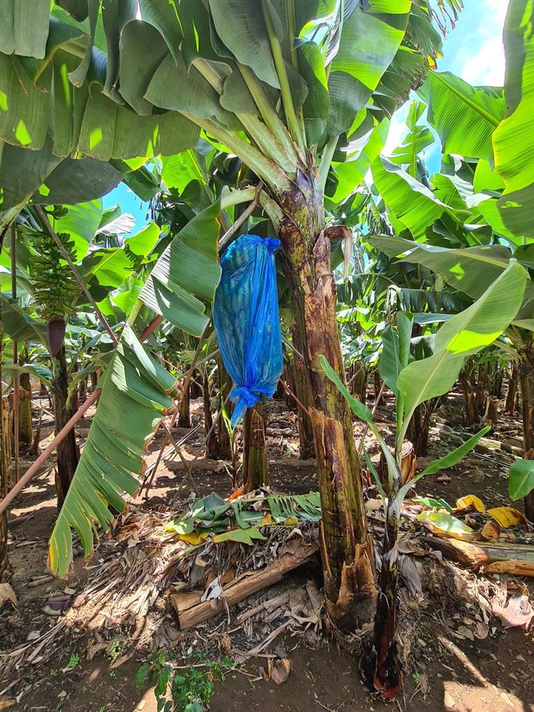 Rota da Banana - RB2 wandeling op Madeira