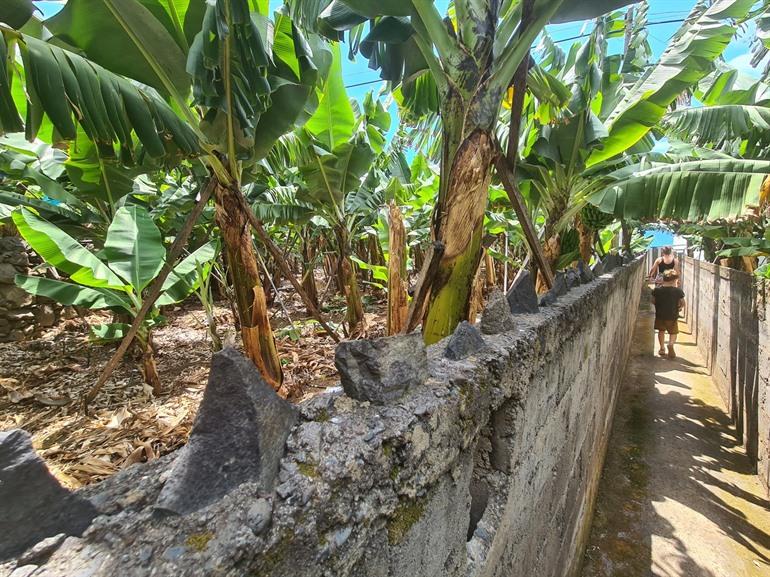 Rota da Banana - RB2 wandeling op Madeira