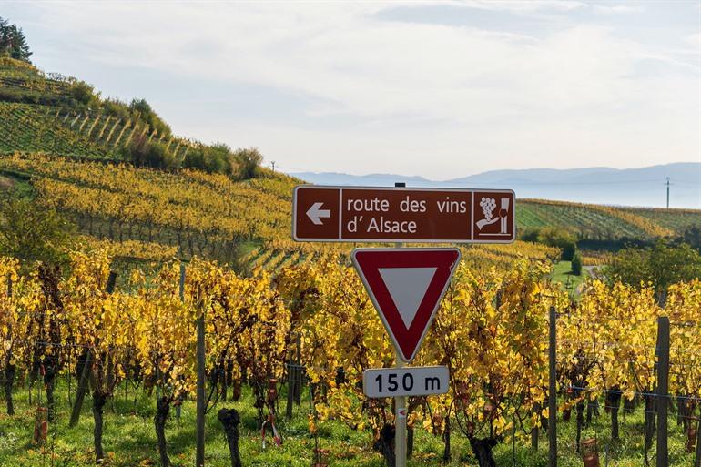 Route des Vins d’Alsace, Elzas