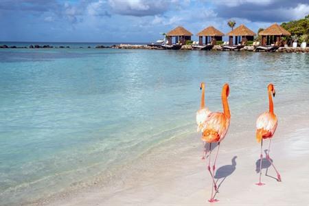 Roze flamingo's op Renaissance Island, Aruba