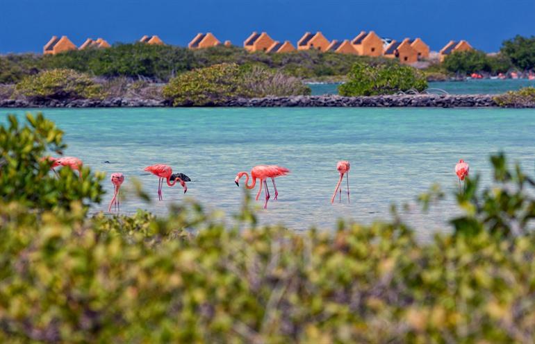 Roze flamingo's spotten op Bonaire