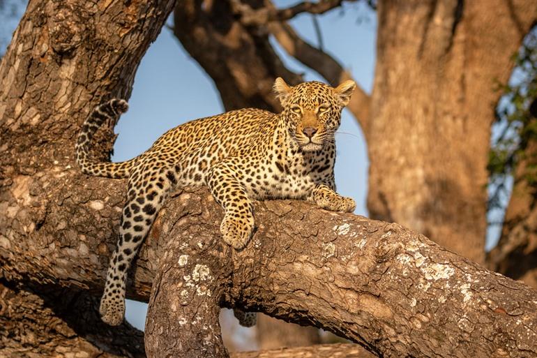 Sabi Sands game reserve bezoeken