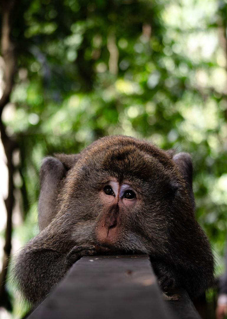 Sacred Monkey Forest bezoeken bij Ubud