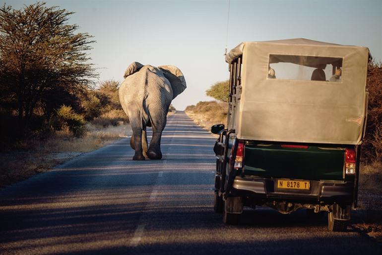 Safari door het Etosha National Park