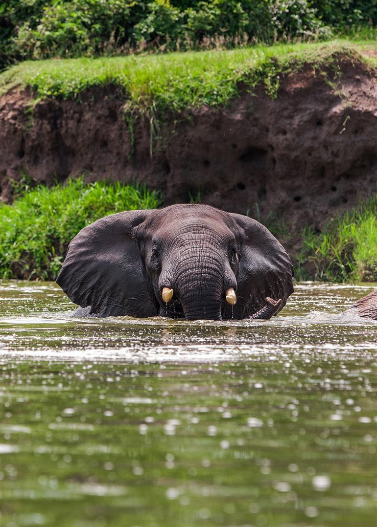 Safari wildlife spotten in Oeganda