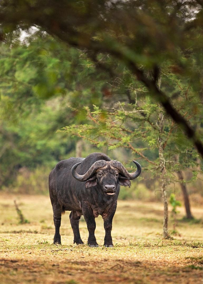 Safari wildlife spotten in Oeganda