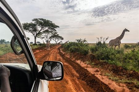 Safari wildlife spotten in Oeganda