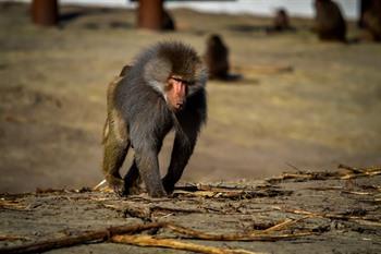 Safaripark Beekse Bergen