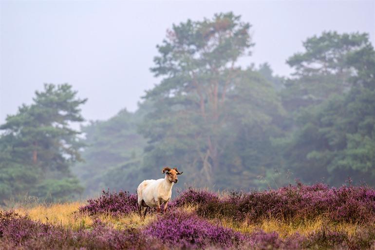 Schaapje in het Nationaal Park Dwingelderveld, Drenthe