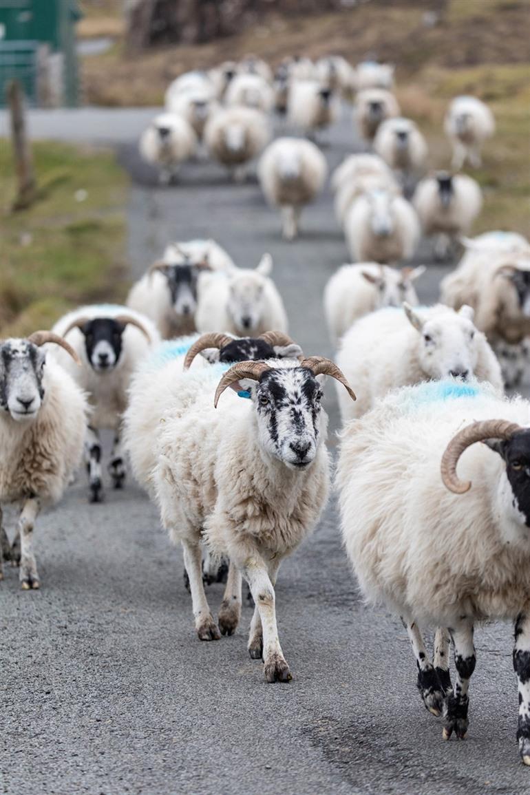 Schapen op Isley of Skye - Schotland
