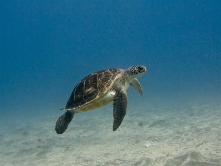 Schildpad in Tenerife, Spanje