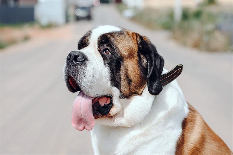 Sint-Bernhardhond