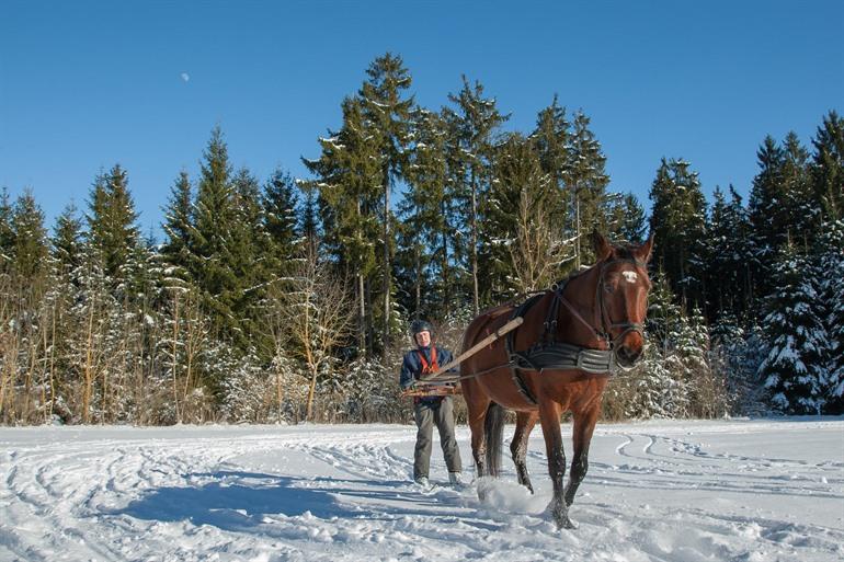 Ski-joëring in de Ardennen