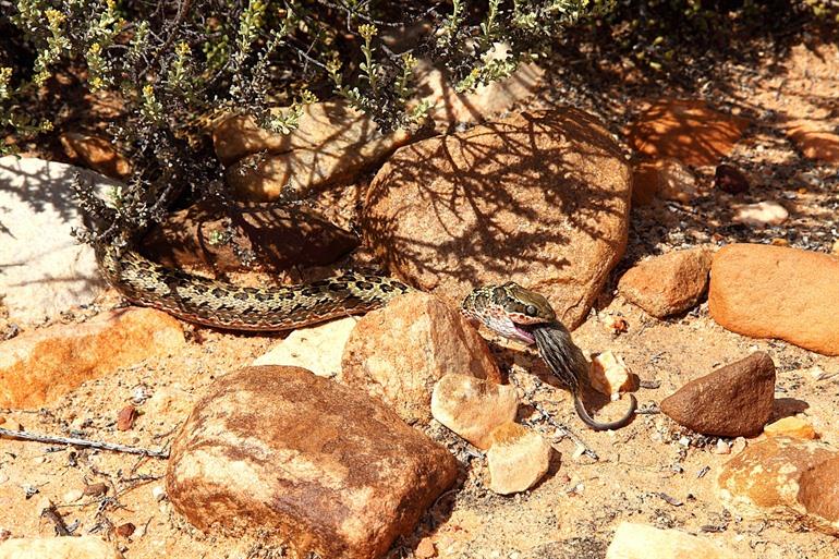 Slangen in het Anysberg Nature Reserve