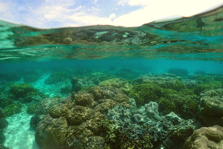 Snorkelen rond Pigeon Island