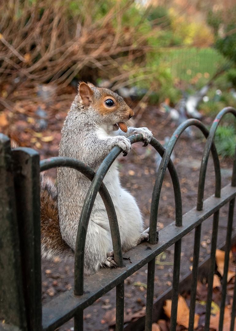 St James's Park in Londen