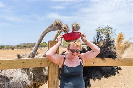 Struisvogelboerderij van Curaçao bezoeken, ABC-eilanden
