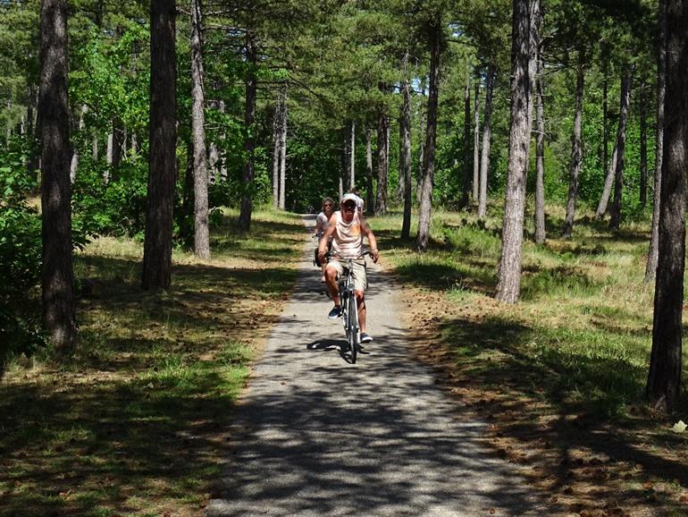 Texel fietsen in dennenbossen