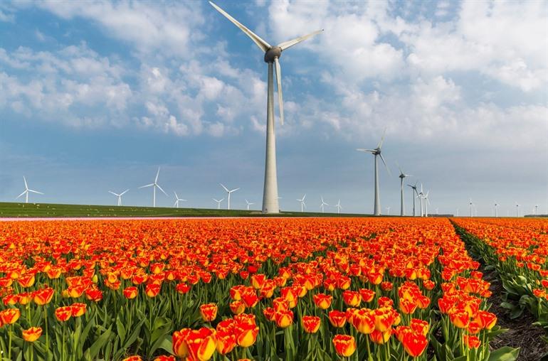 Tulpen in de Noordoostpolder