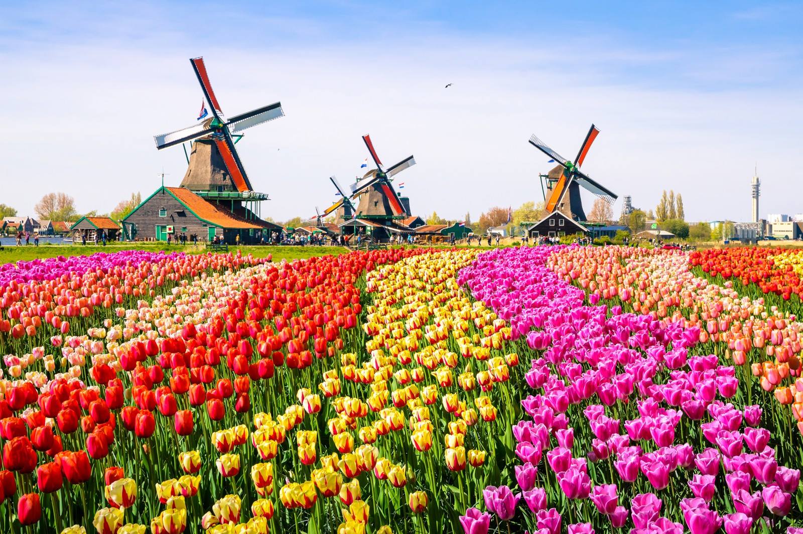 Tulpenvelden Nederland; tulpenroute, bloembollen pluktuin en bezoeken - Reisliefde