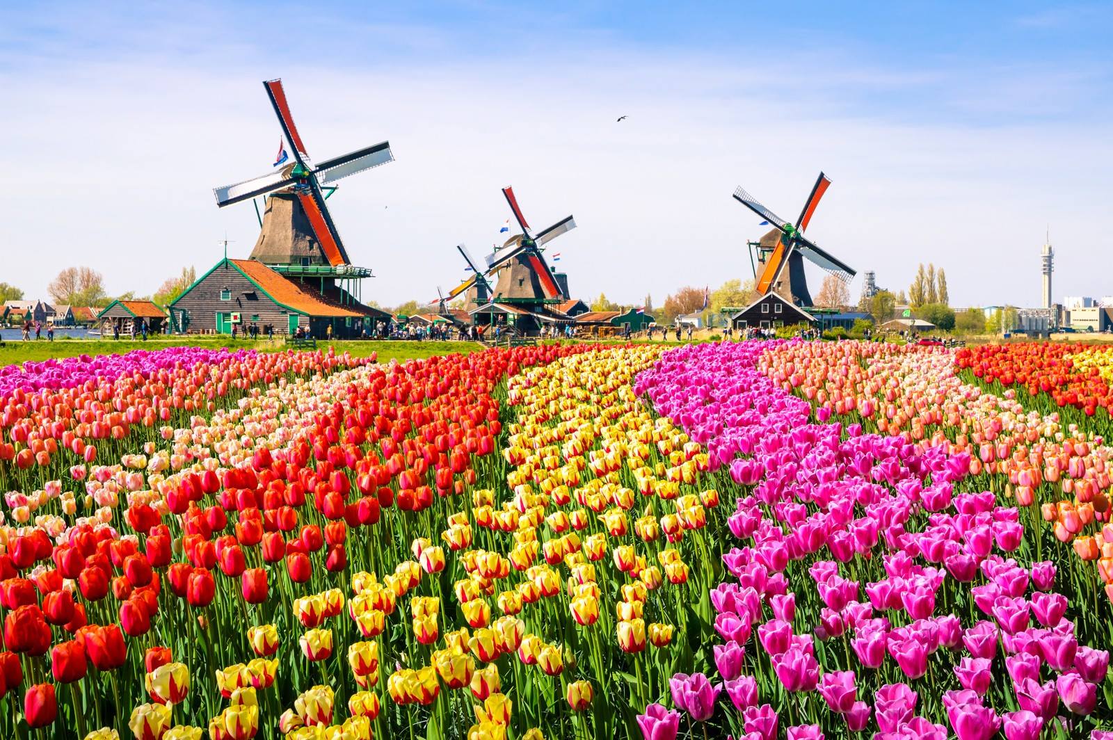 Dé 15 mooiste tulpenvelden & bollenvelden in Nederland 2025!