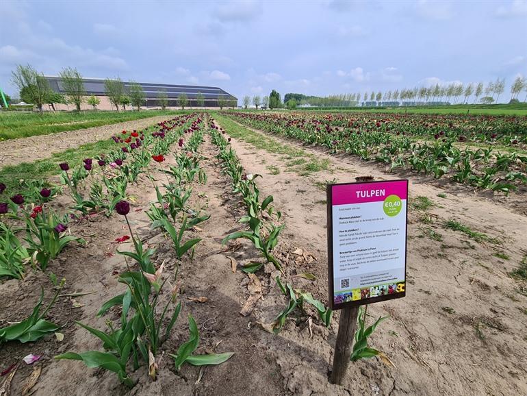 Tulpen pluktuin La Fleur in Sint-Gillis-Waas