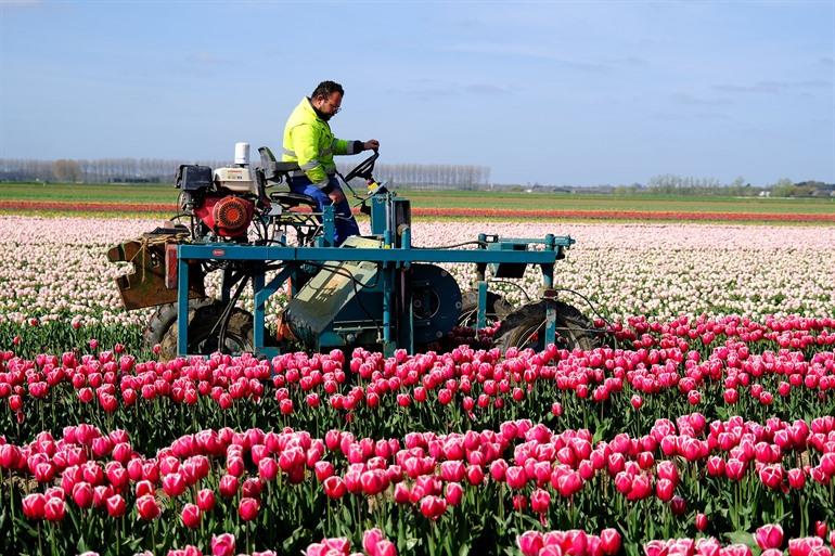 Tulpenvelden in Meerdonk, België