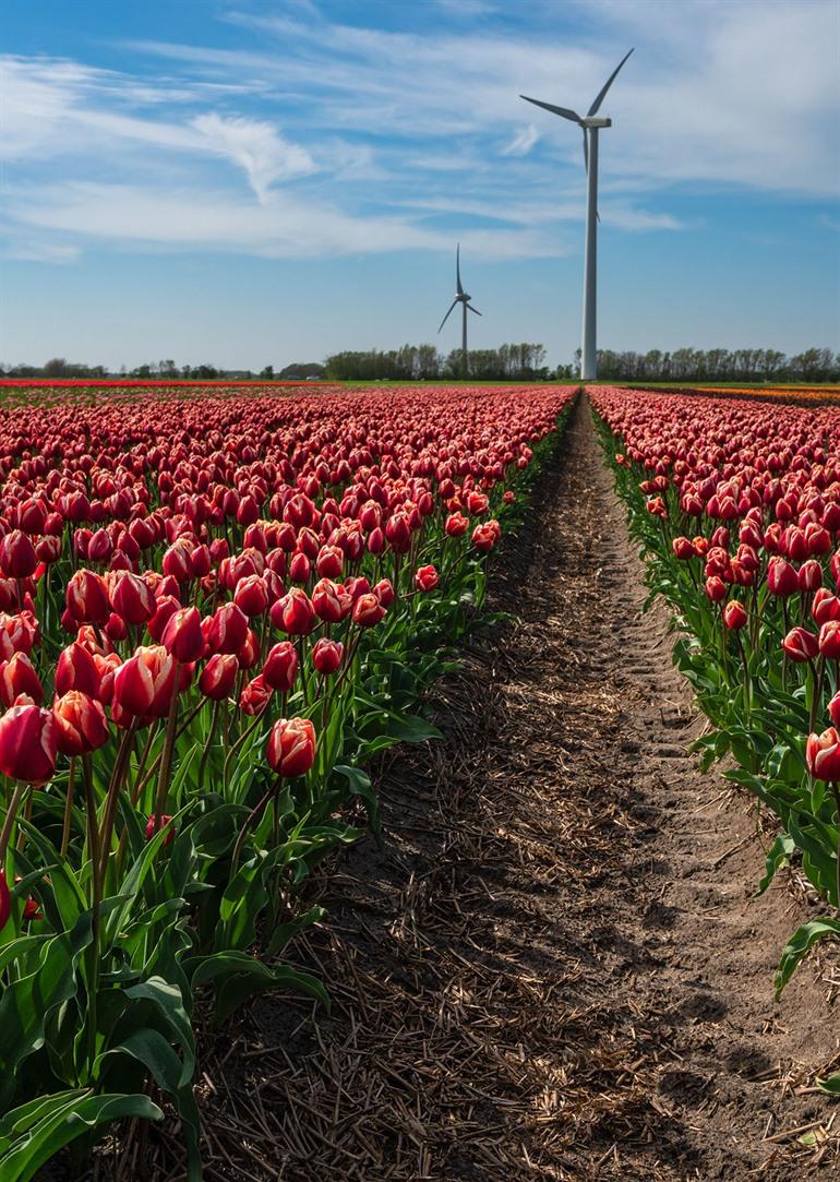 Tulpenvelden in St. Maartensvlotbrug Schagen, Noord-Holland