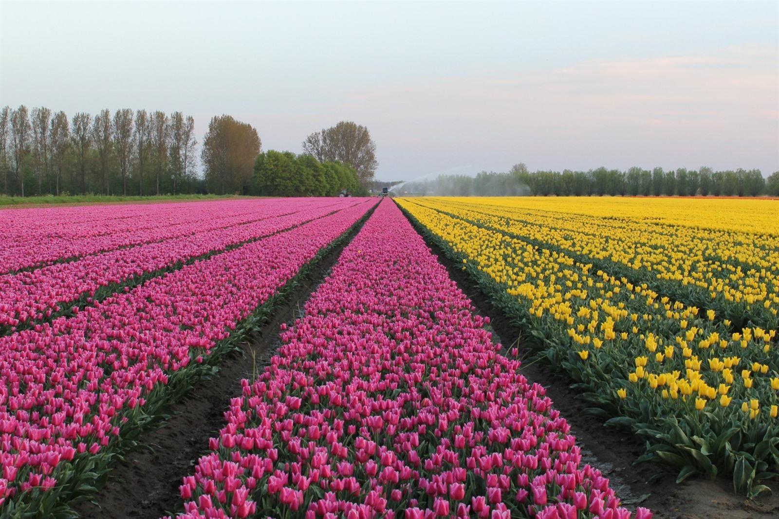 Bollenvelden In Bloei 2021 Waar Vind Je De Mooiste Tulpenvelden 2021 In Nederland Onze Top 15