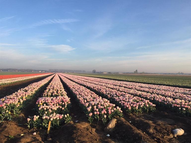 Tulpenvelden Meerdonk, België