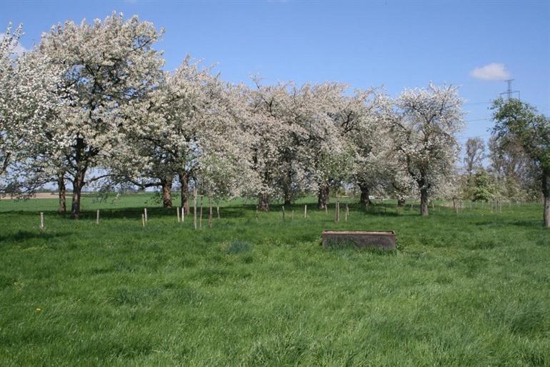 Twee broeders in Millen