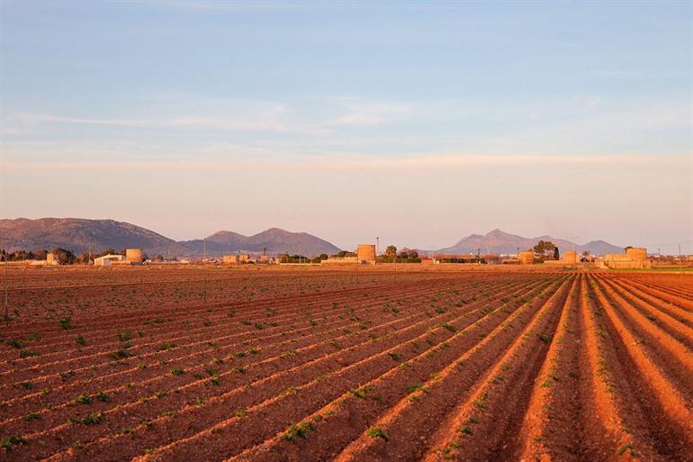 Typische aardappelvelden en boerderijen rondom Sa Pobla, Mallorca